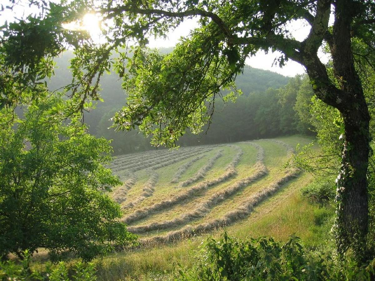 Domaine De Cantegrel - Gites De Charme Et Suite Troglodyte En Perigord Vitrac  Esterno foto